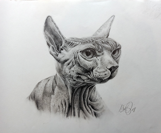 Retrato Gato - Burgos